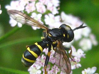 <i>Conops flavipes</i> Species of fly