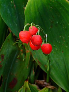 Convallaria majalis Infrutescence