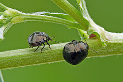 Dobilinė kamuolblakė (Coptosoma scutellatum)