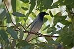 Coracina novaehollandiae -Alice Springs Desert Park, Northern Territory, Australia-8a.jpg