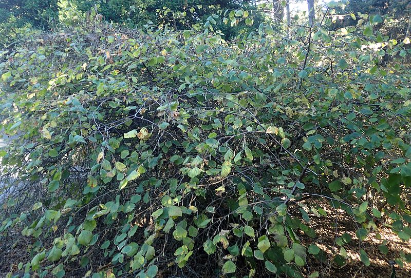 File:Corylus cornuta subsp californica kz2.jpg