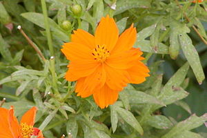 Cosmos orange-650px.jpg