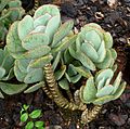 Cotyledon barbeyi