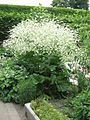 Crambe cordifolia