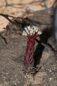 Crassula alpestris.jpg