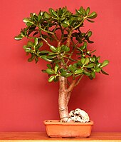 As an indoor bonsai Crassula bonsai.jpg