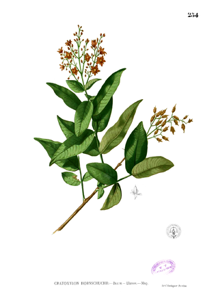 Cratoxylum sp Blanco2.254.png