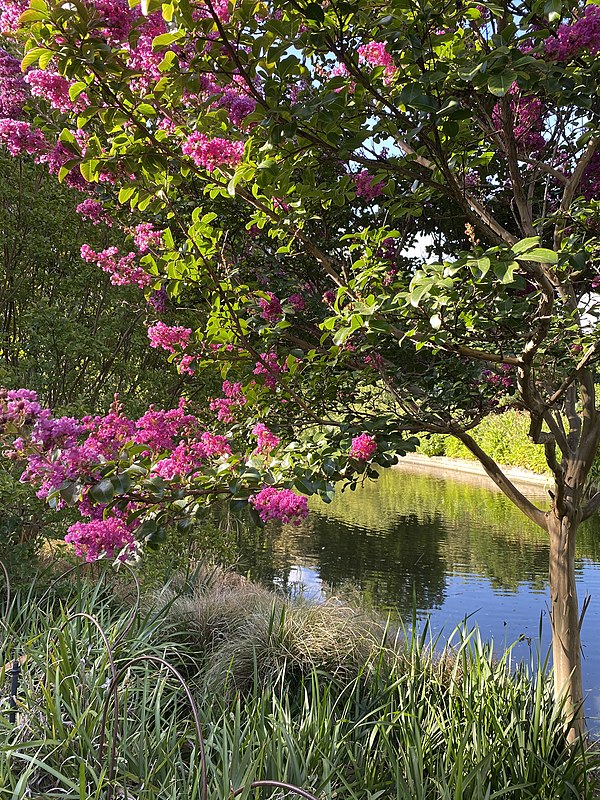 Crepe myrtle trees by a pond in the gardens.