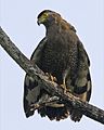 Crested Serpent-Eagle