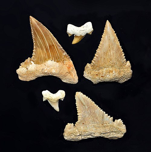 Palaeocarcharodon