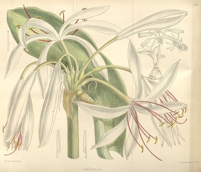 File:Crinum woodrowii 124.7597.jpg