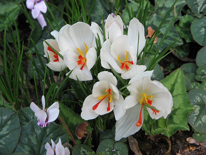 File:Crocus cartwrightianus albusRHU03.jpg