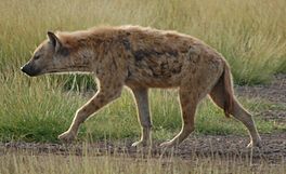 In bûnte hyena (Crocuta crocuta).
