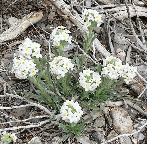 File:Cryptantha flavoculata 8.jpg