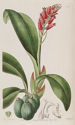 Cryptochilus sanguineus - Edwards vol 24 (NS 1) pl 23 (1838). 
 jpg