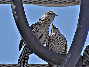 Cucarachero chocorocoy (Campylorhynchus nuchalis) .jpg