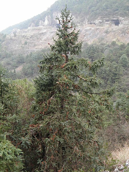 Cunninghamia Fangshan, Zhejiang, China