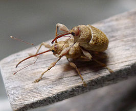 Curculio elephas