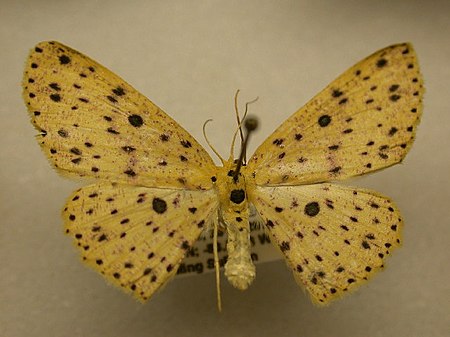 Cyclophora (bướm đêm)