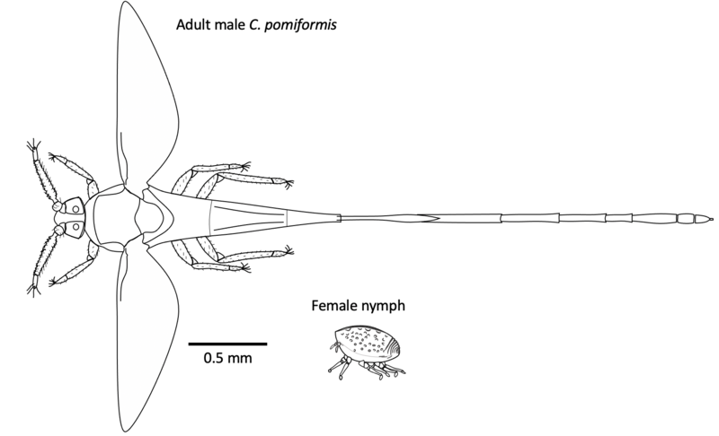 File:Cystococcus pomiformis.png