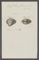 Cytherea flexuosa - - Print - Iconographia Zoologica - Special Collections University of Amsterdam - UBAINV0274 078 01 0058.tif
