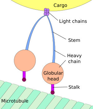 Cytoplasmic dynein.svg