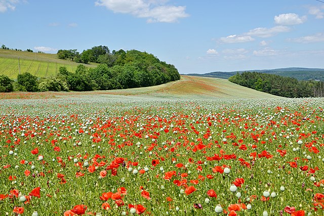 Panorama ladang dekat Koryčany, Region Zlín, Republik Ceko.