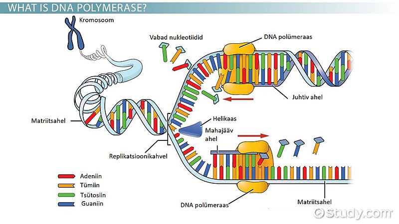 File:DNA polümeraas.jpg