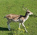* Nomination Juvenile european fallow deer (Dama dama) in Cigoland (Kintzheim, Bas-Rhin, France). --Gzen92 07:41, 2 December 2020 (UTC) * Promotion  Support Good quality. --Poco a poco 08:18, 2 December 2020 (UTC)