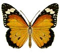 Danaus chrysippus petilia.jpg