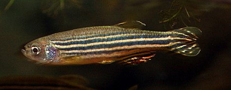 Danio rerio