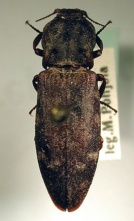 Danosoma conspersa