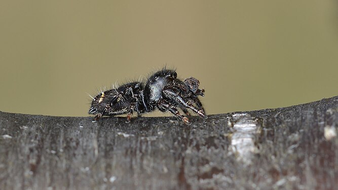 Daring Jumping Spider (Phidippus audax)