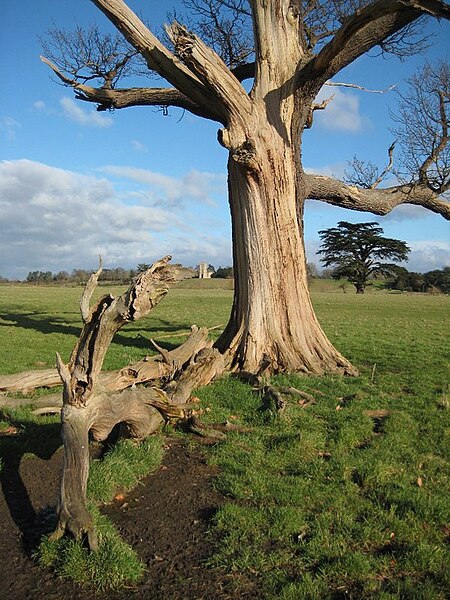 File:Dead tree and fallen branch - geograph.org.uk - 4333192.jpg