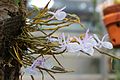 English: Dendrobium gamblei in Gothenburg Botanical Garden.