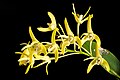 Dendrobium speciosum var. curvicaule