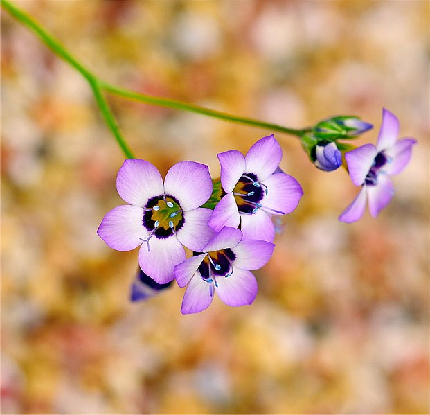 File:Desert Wildflowers With Blue Pollen (207190943).jpeg