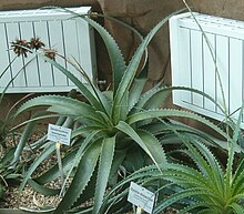 Deuterocohnia brevispicata BotGardBln07122011A.jpg