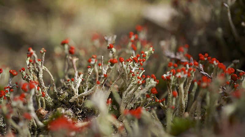 File:Devils Matchsticks Lichen - Cladonia floerkeana (11171714323).jpg