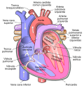 Miniatura para Cardiología