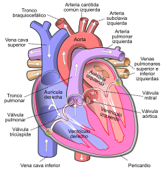 240px Diagram of the human heart %28cropped%29 es.svg - El Corazón Humano Anatomía, Función