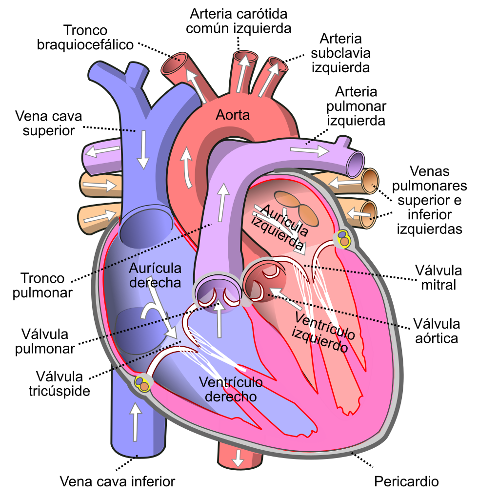 File:Diagram of the human heart (cropped) es.svg - Wikimedia Commons