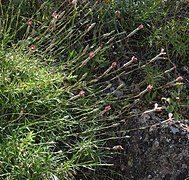 Dianthus xylorrhizus