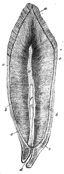 File:Die Gartenlaube (1853) b 039.jpg