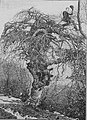 Die Gartenlaube (1897) b 660.jpg Die „krause Buche“ auf dem Wittekindsberge