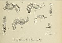 Schoenorchis pachyacris