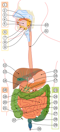 Digestive system diagram numbered.svg