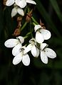 Disa tripetaloides