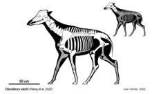 Discokeryx xiezhi skeletal drawing.png