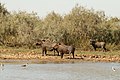 Phacochere dans la reserve de Djoudj